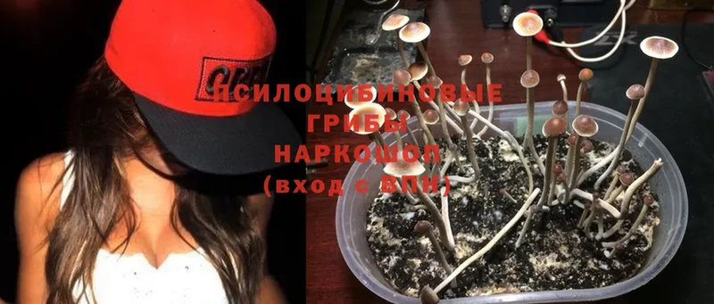 Галлюциногенные грибы MAGIC MUSHROOMS  Бабушкин 